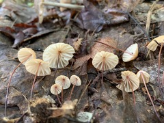Marasmius pulcherripes