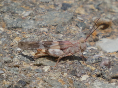 Trimerotropis californica