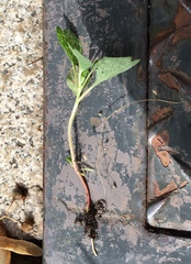 Amaranthus retroflexus