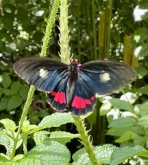 Parides iphidamas