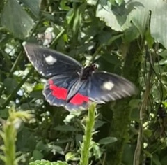 Parides iphidamas