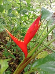 Heliconia stricta