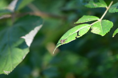 Chrysopilus basilaris