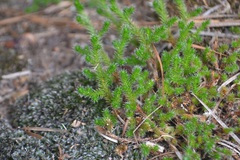 Selaginella rupestris