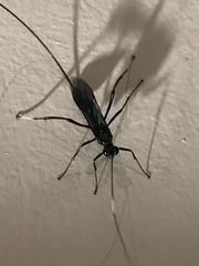 Dotocryptus bellicosus