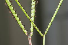 Paspalum minus