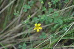 Oxalis colorea