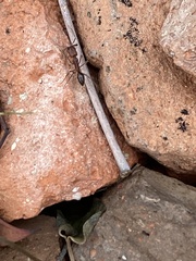 Odontomachus desertorum