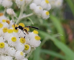 Gasteruption tarsatorium