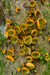 Cordieritidaceae
