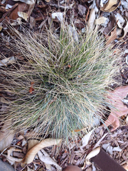 Festuca glauca