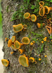 Cordieritidaceae