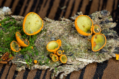 Cordieritidaceae