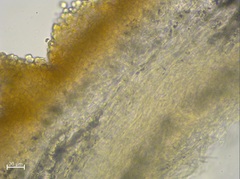 Cordieritidaceae