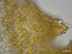 Cordieritidaceae