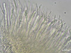 Cordieritidaceae