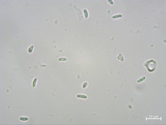 Cordieritidaceae