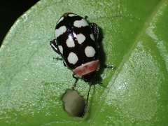 Alagoasa trifasciata