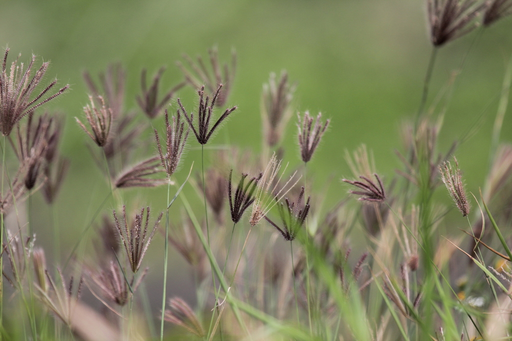 Chloris barbata