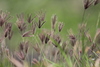 Finger Grass - Photo (c) Allen Lyu, some rights reserved (CC BY-NC), uploaded by Allen Lyu