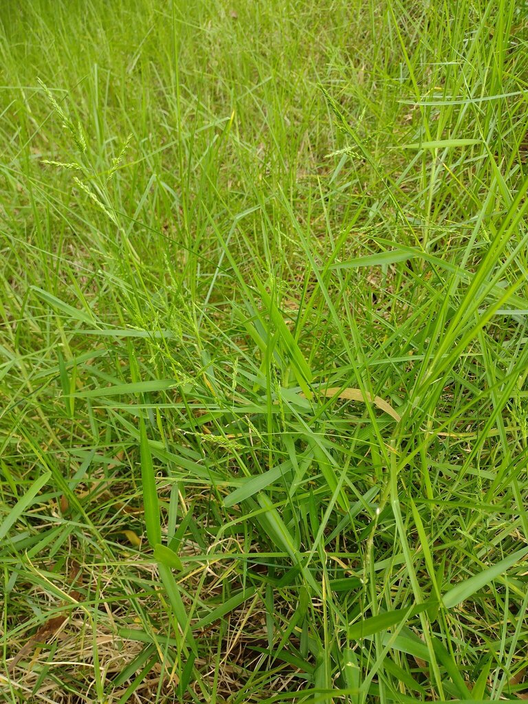 Bordered Panic Grass from Hawaii County, HI, USA on August 08, 2022 at ...