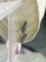 Graphocephala flavovittata