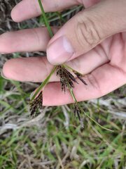 Cyperus stoloniferus