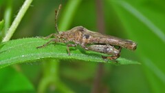 Meropachyini