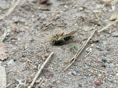 Vespula squamosa
