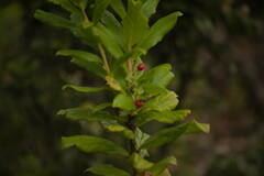 Vaccinium calycinum