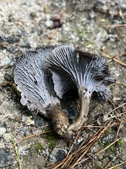 Craterellus foetidus