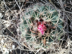 Coryphantha elephantidens