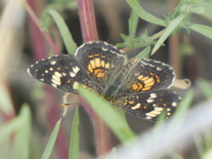 Phyciodes picta
