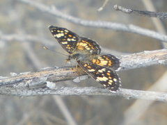 Phyciodes picta