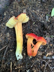 Hygrocybe splendidissima