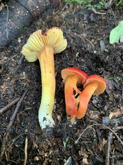 Hygrocybe splendidissima