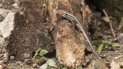 Sceloporus teapensis