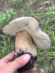 Boletus barrowsii