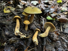 Suillus punctipes