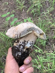 Boletus barrowsii