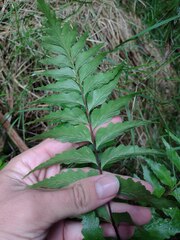 Asplenium polyodon