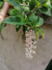 Phytolacca americana