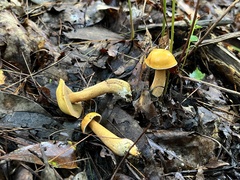 Suillus punctipes