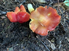 Hygrocybe splendidissima