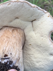 Boletus barrowsii