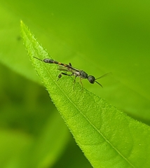 Gasteruption assectator