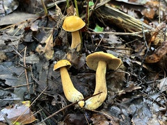Suillus punctipes