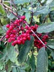 Sambucus racemosa