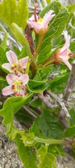 Bridgesia incisifolia