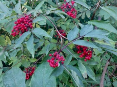 Sambucus racemosa